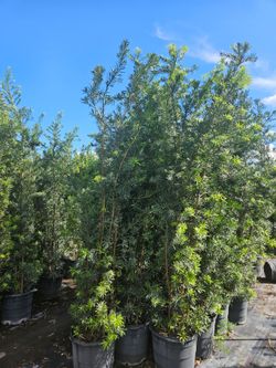 podocarpus About  8  feet tall Instant Privacy Hedge For Fence Green Full