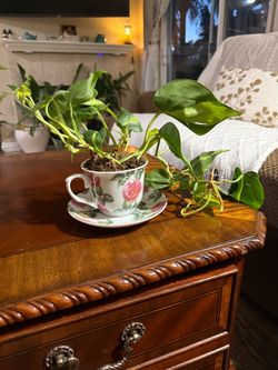 Trailing Plant in Rose Teacup & Saucer – $25