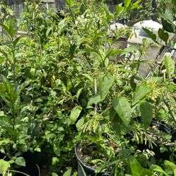 Bloom, Night Jasmine