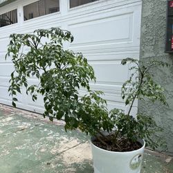 Large Potted Plant/tree Outdoor/indoor