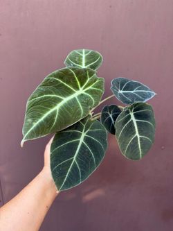 4” alocasia black velvet