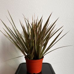 Live Dragon Plants