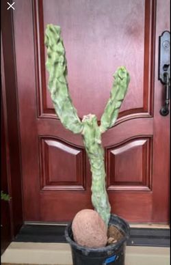 Thornless Totem Pole cactus