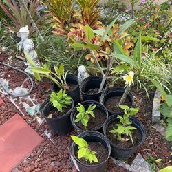 Plumeria And Sugar Apple Plant $5
