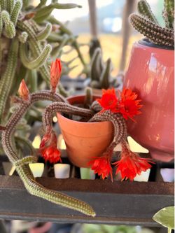 Cactus