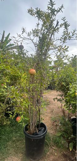 Pomegranate Tree/Árbol De Gradas