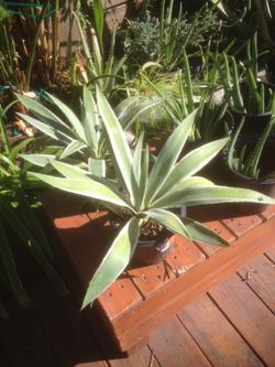 Drought tolerant plants for sale