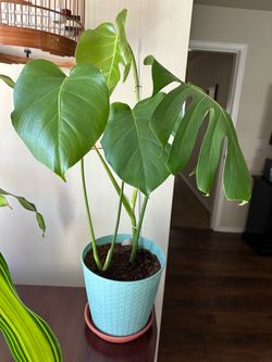 Monstera Deliciosa Live Plant in a 9” Pot