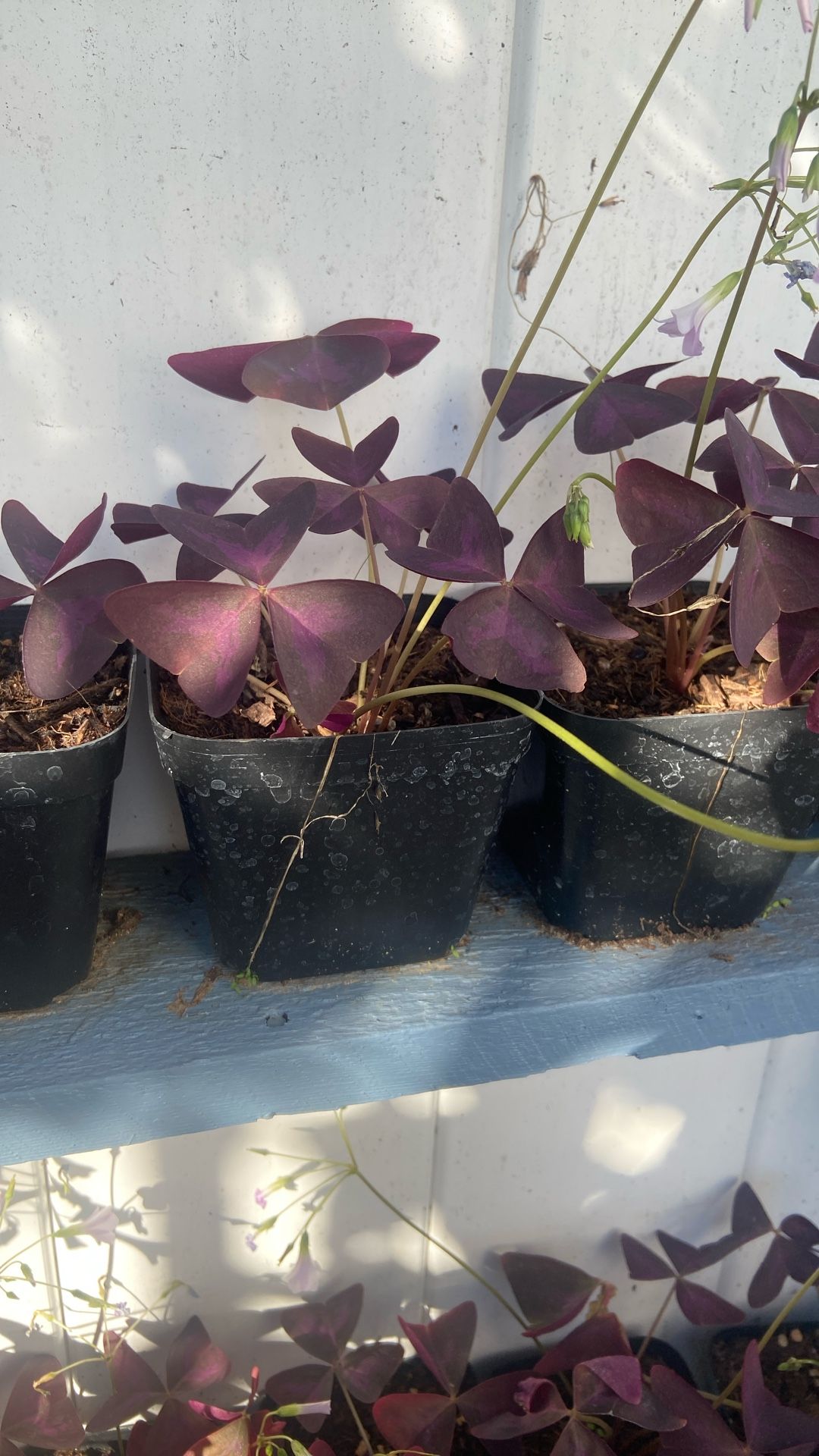 Trébol Rojo Oxalis Trianguliaris