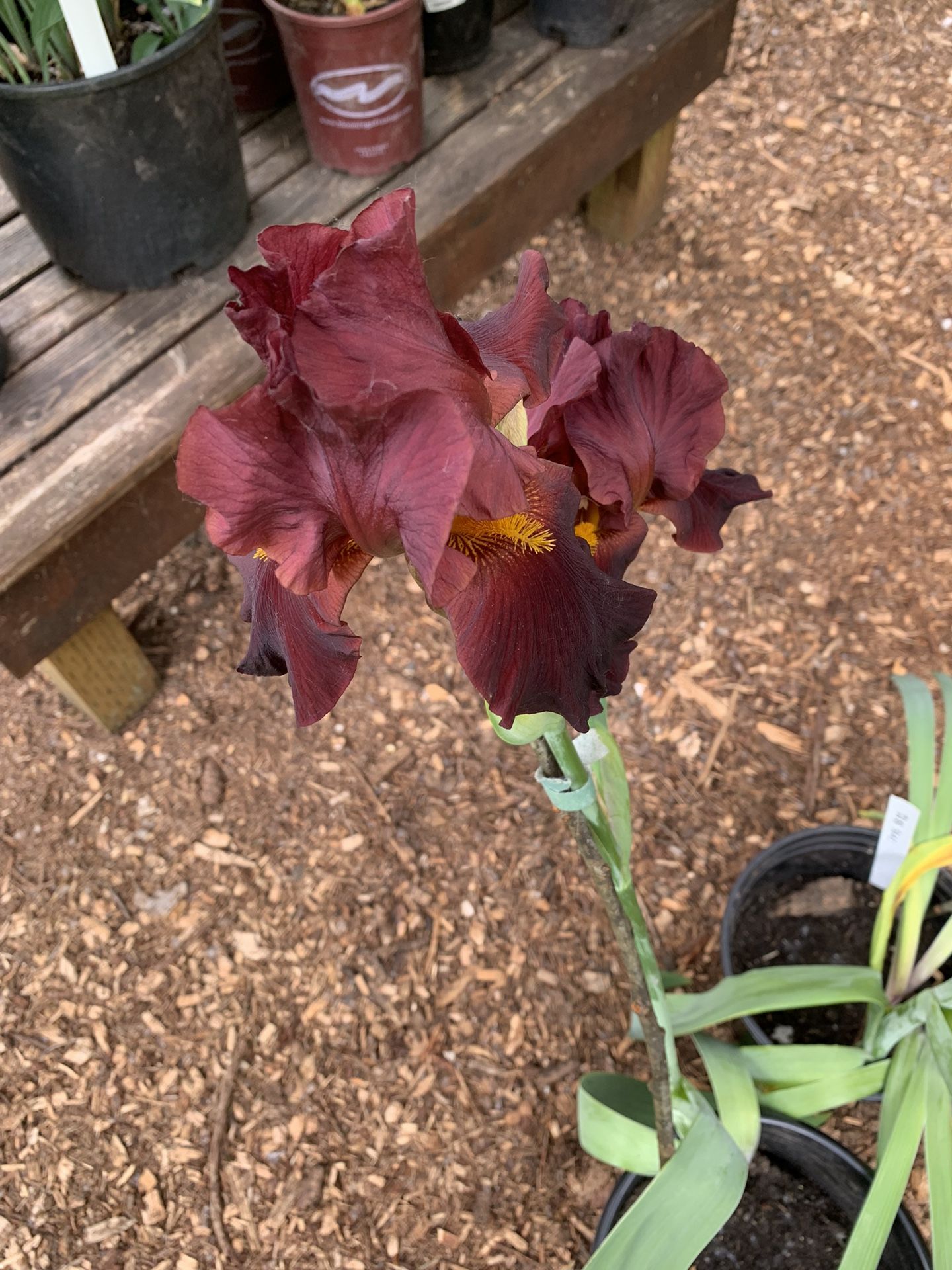 Dark red irises