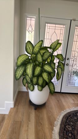 Plant