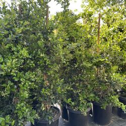 Ligustrum japonicum, Waxleaf Privet Hedges plant, 15gal 