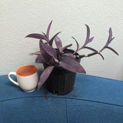 Purple heart plant