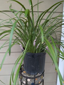 Liriope Plant