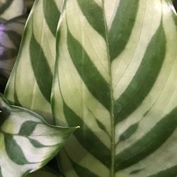 Calathea Freddie