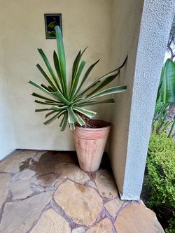 Large pair of Agave potted plants
