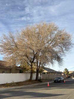 Certified Arborist/Tree Pruning