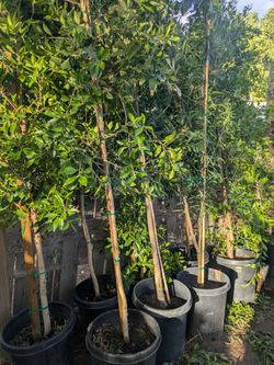 $150e shade trees that are pictured