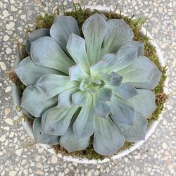 Echeverria /succulent Flower/ In A White Ceramic Pot/live Plant/ Exotic Plants/home Decor