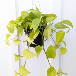 Neon Pothos Plant 6" Pot - Indoor House Plants