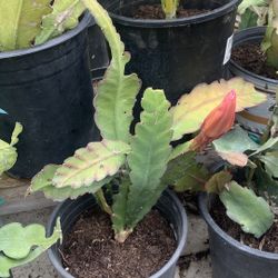 Epiphyllum Flowers 30$
