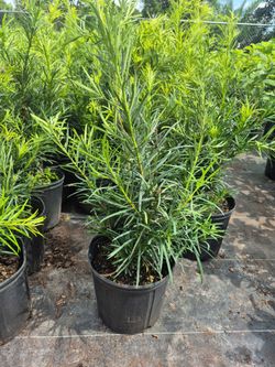 PODOCARPUS 3GALLONS