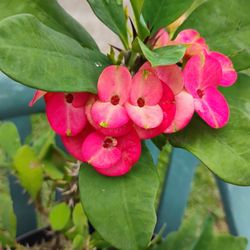 Crown Of Thorns Corona De Espinas Plant 