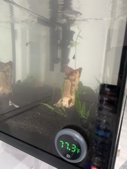 10 Gallon Tank