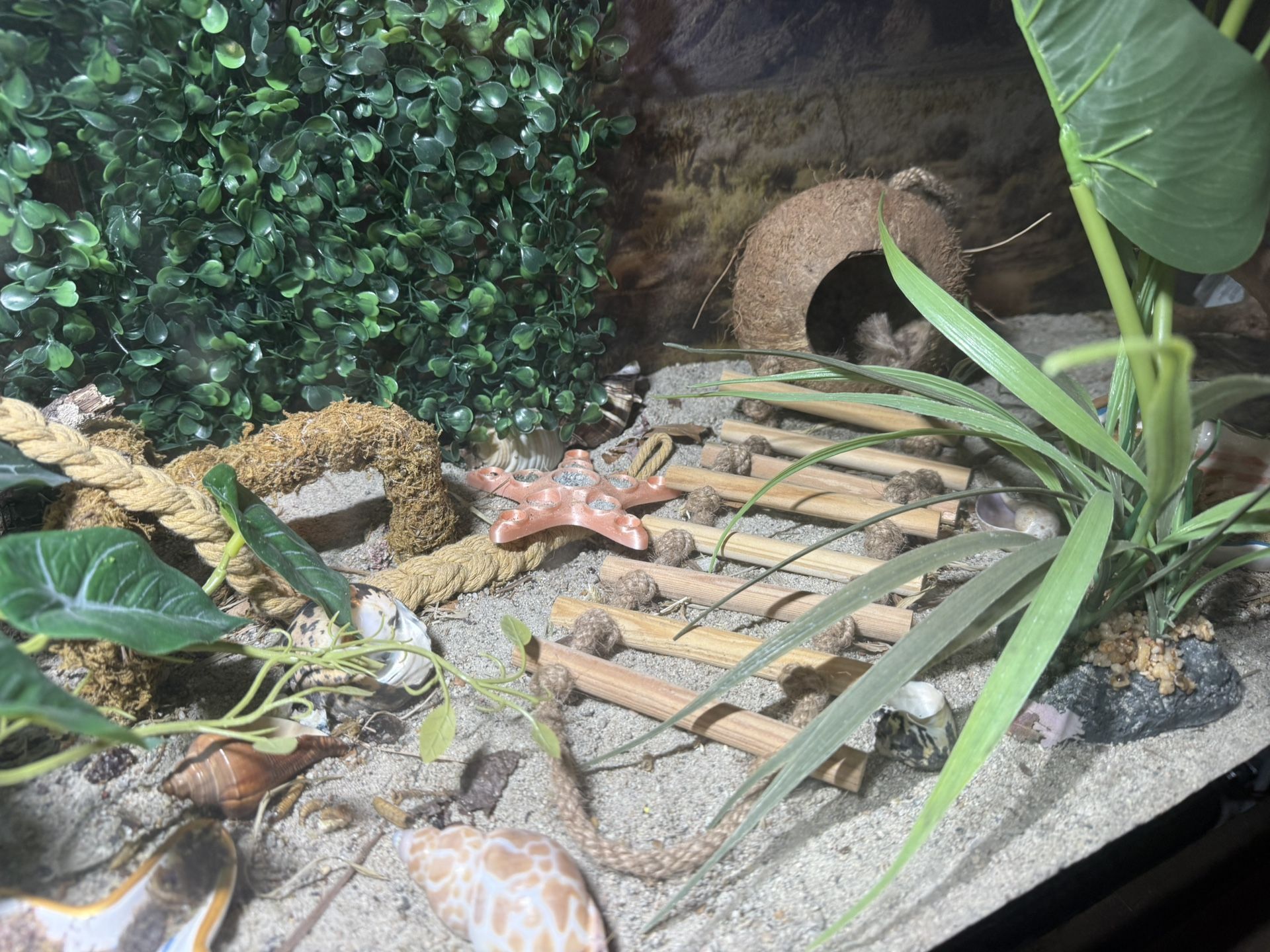 Hermit Crabs And Their Accessories