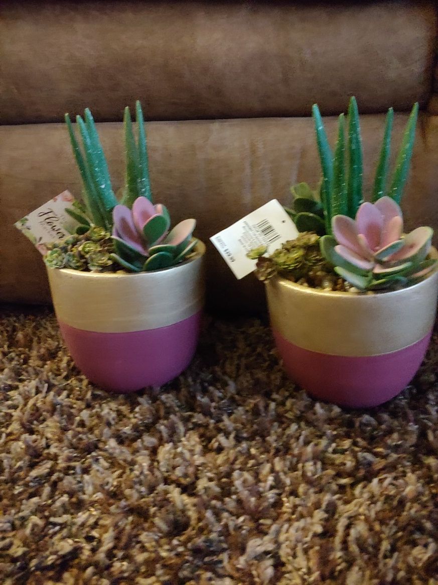 Decorative succulent plants!