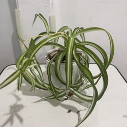 Curly Spider Plant