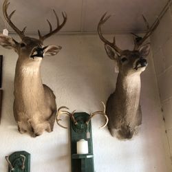 Venado $350 Cada Uno 