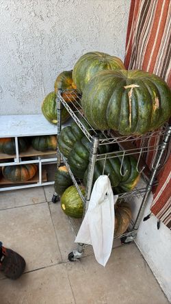 Fresh picked organic squash
