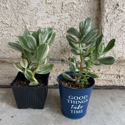 Variegated Jade Plant