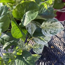 Marble queen Pothos