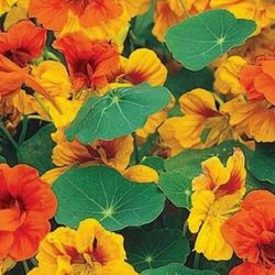Nasturtium Edible Plant, Two In One Pot, Walls And Rock Gardens.