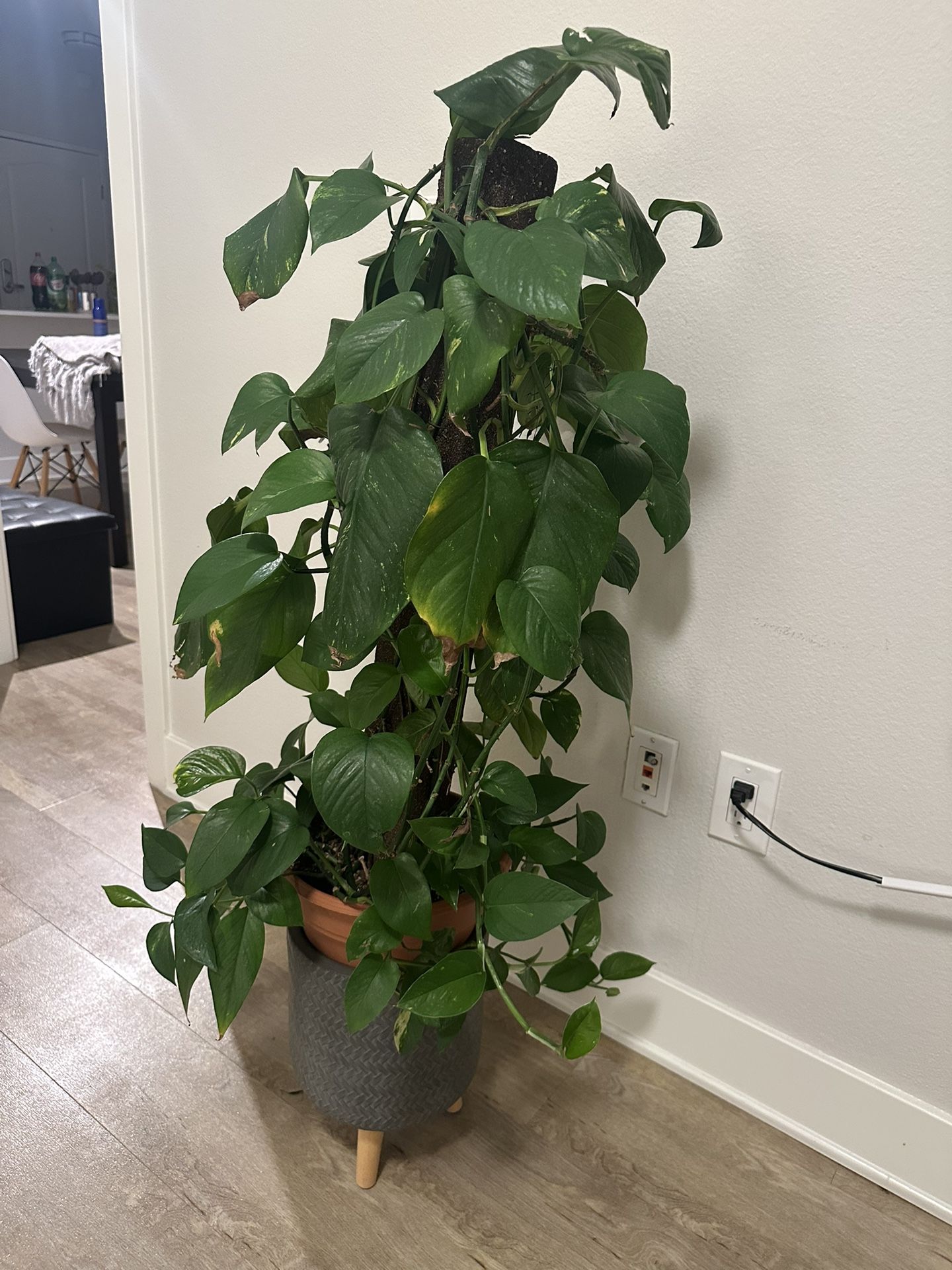 Plant