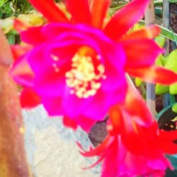 Orchid Catus  Cuttings for sale $8.00 each