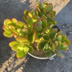 Crassula Ovata 