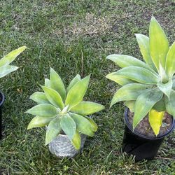 Small Agave Attenuata Fox Tail Plants 