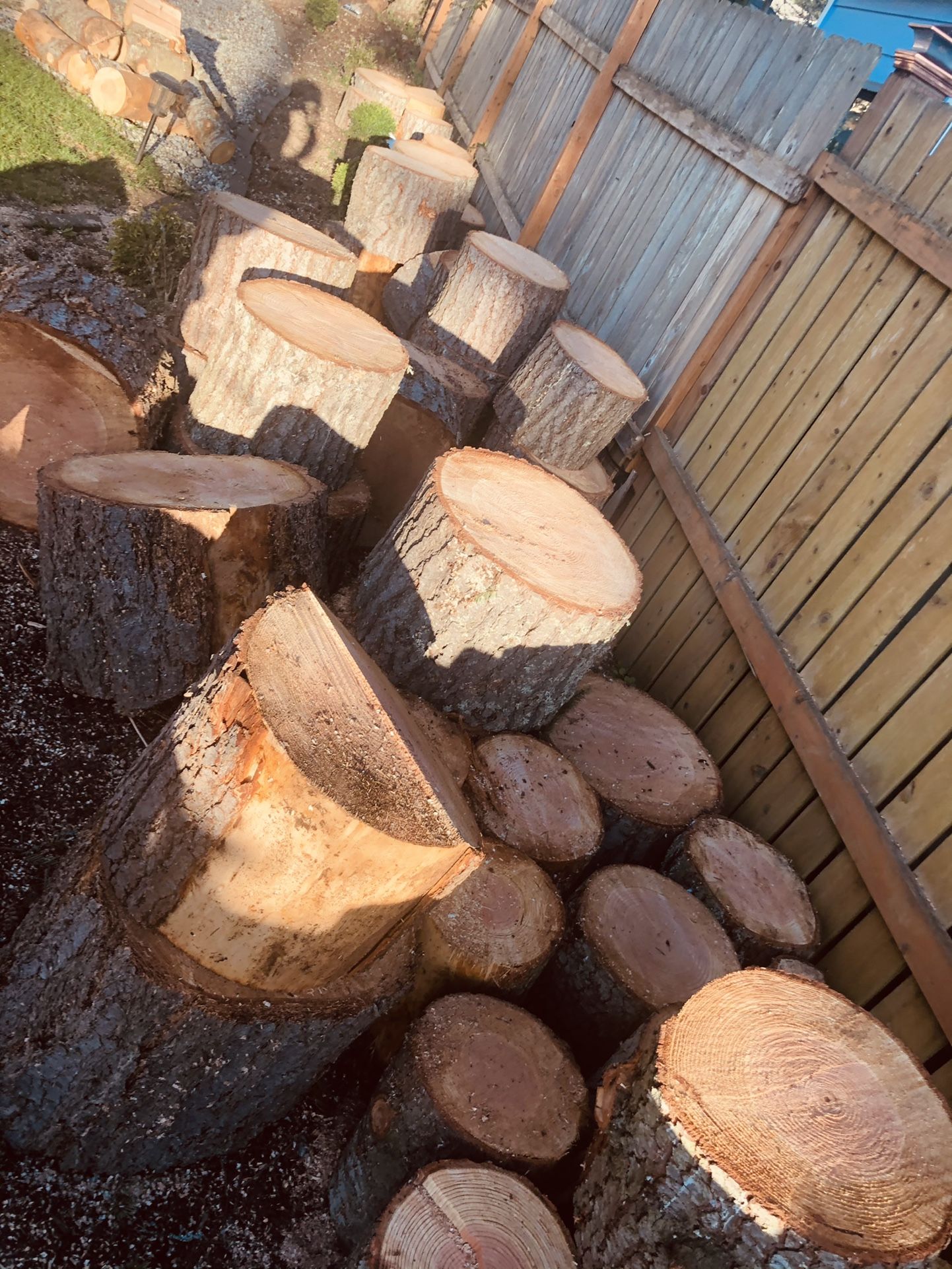 Fresh cut evergreen rounds