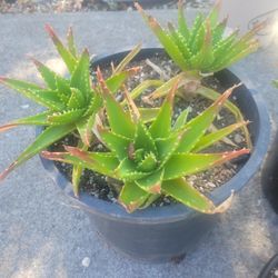Plants For Sale