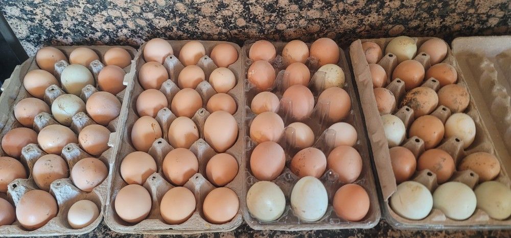 Chicken Eggs