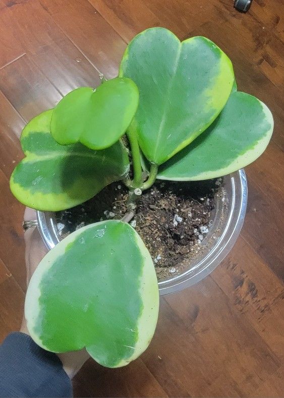 Heart Plant Kerrii Hoya 