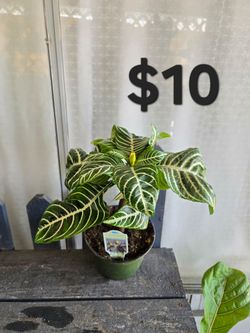 Zebra plant
