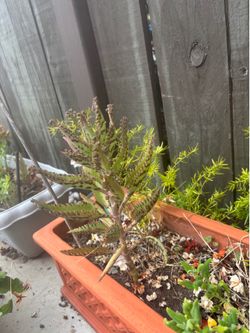 Plants and pots and etc