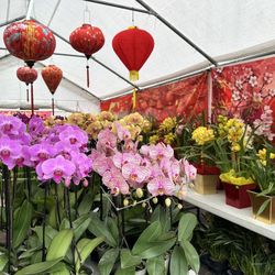 Chợ Hoa Tết Lunar New Year Flower Market At Trendy 