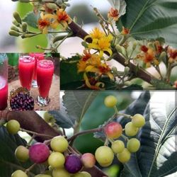 Phalsa Berry Fruiting 3gal