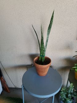Snake Plant In 8" Clay Pot.