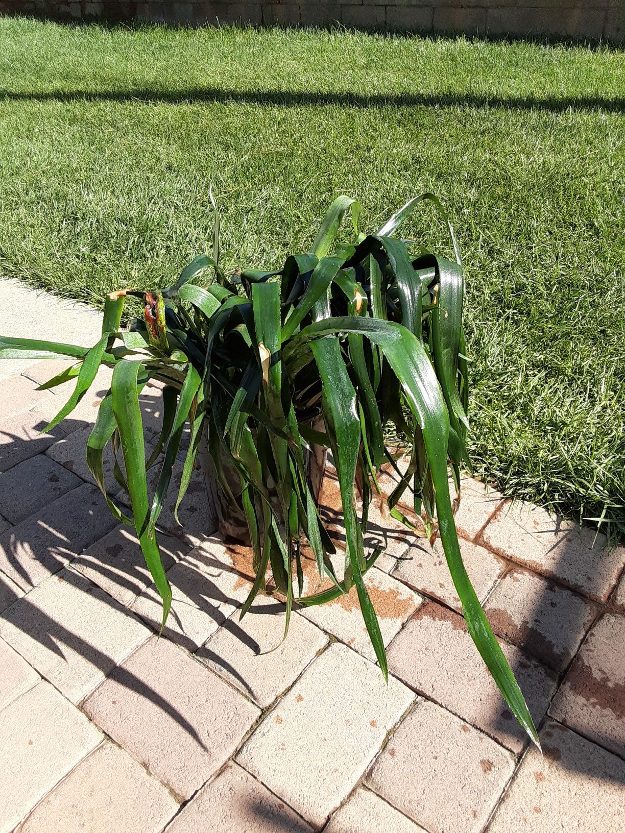 Trade large bromeliad plant in 5 gallon pot for planting pots